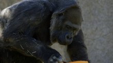 One of the world's oldest gorillas celebrates a birthday at the San Diego Zoo