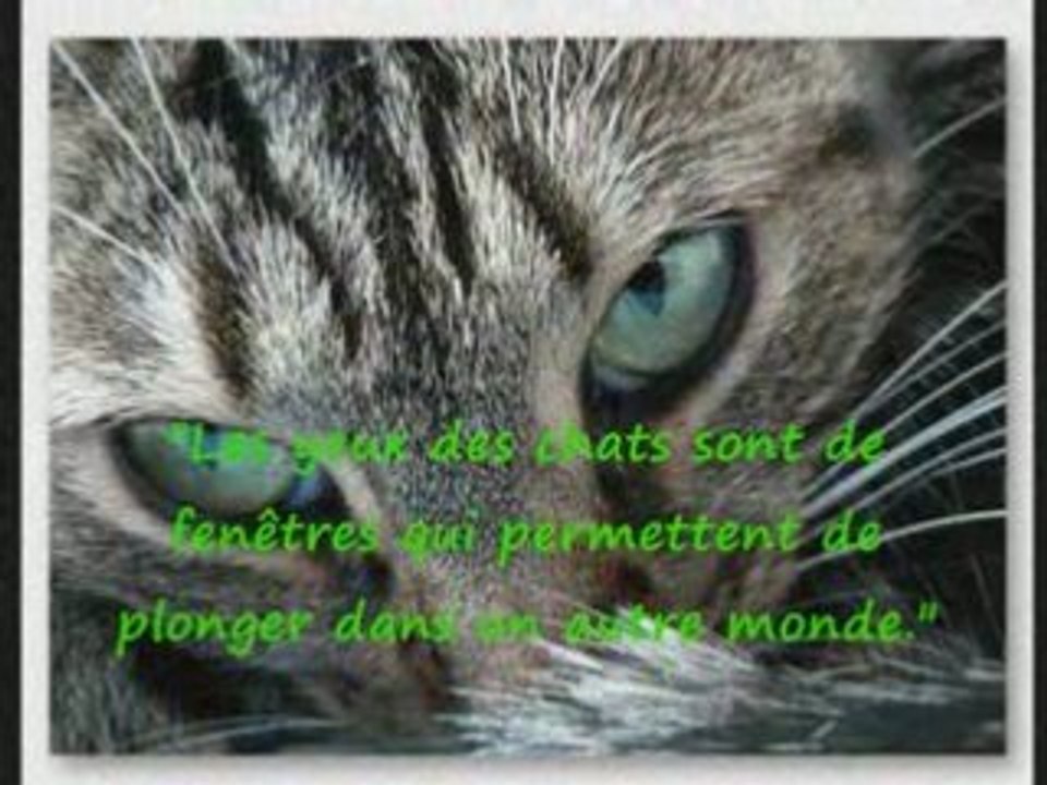 Un regard de chat