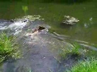 baignade à la rivière pour Udia Dixie et gavroche