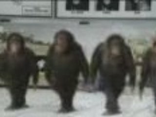 les singes qui danse