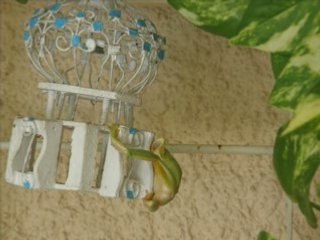 Contorsion de Rainette