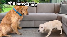 Golden Retriever Meets a Terrified Rescue Puppy for the First Time