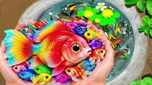 I Catch Freshwater Aquarium Fish in Small Pond Baby Turtles, Crab, Betta, Ram, Tetra, Nemo, Dwarf Frog