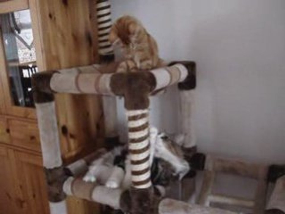 Poids plume contre poids lourd