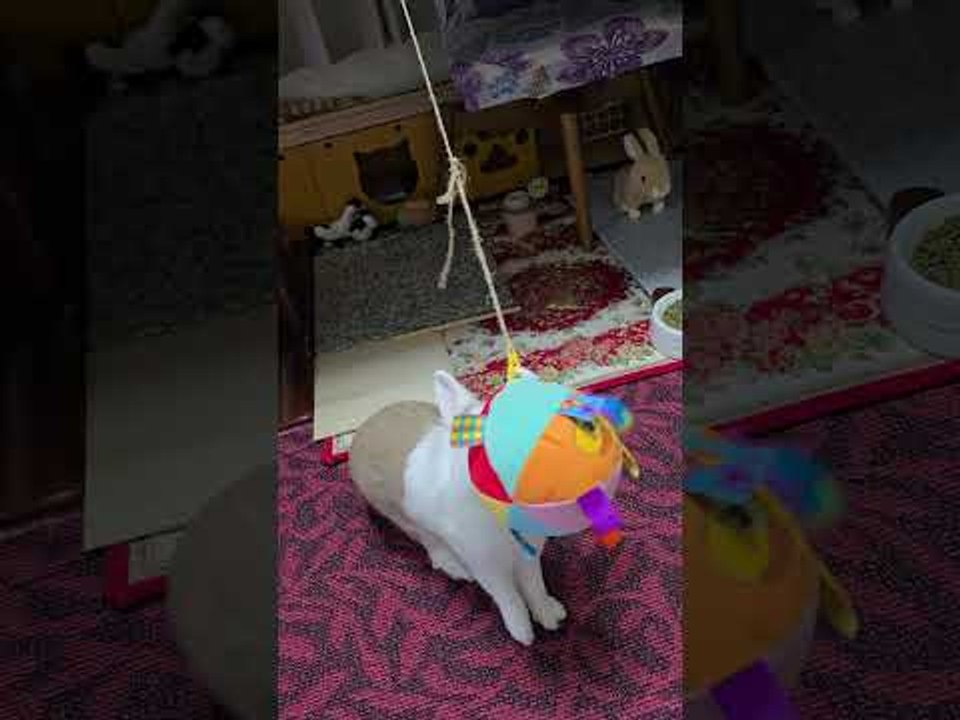 Rabbit Plays With Suspended Ball - video Dailymotion