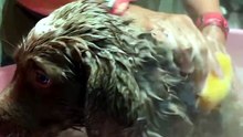 🛁 Muddy Stray Puppy Gets His First Warm Bath 🐾