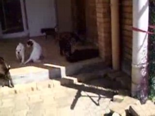 VIDEO 1er sortie jardin avec les autres 17 aout 2008