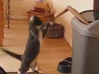 Chat s'entraine pour JO de BOXe