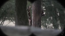 Hunting Red Stag: France's Giant of a Lifetime