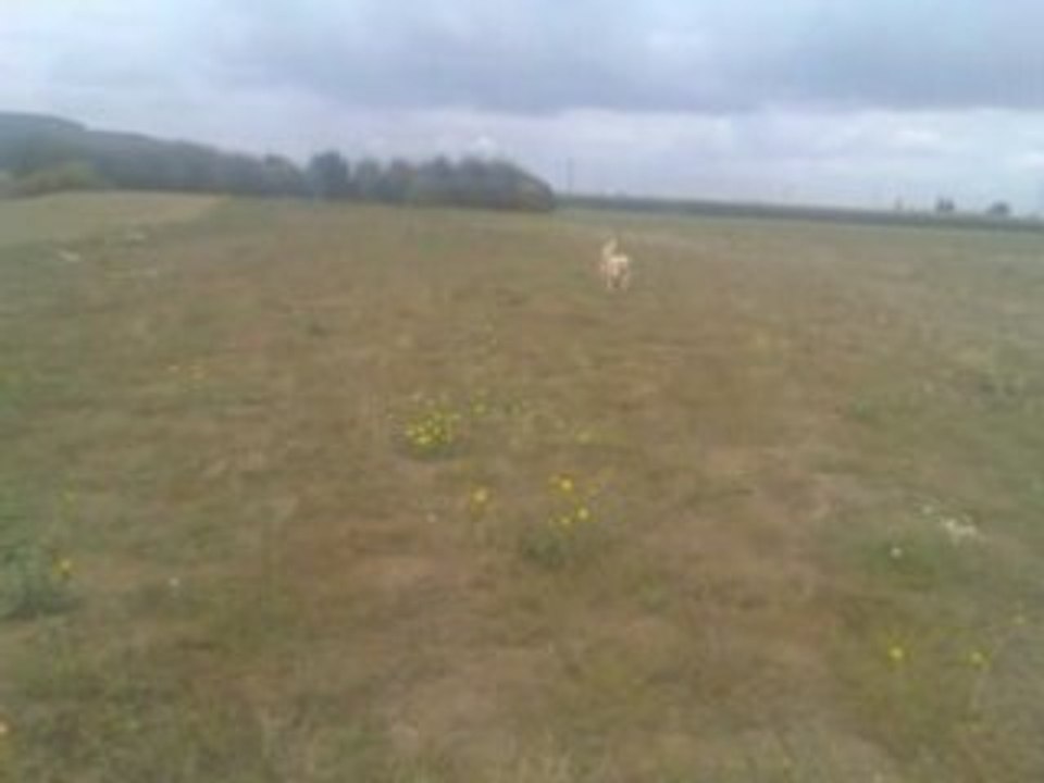Entrainement Aurphée et Vickie 19-08-08 bis