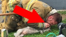 Firefighter Andrew Klein Revives Puppy Marley From Burning Apartment