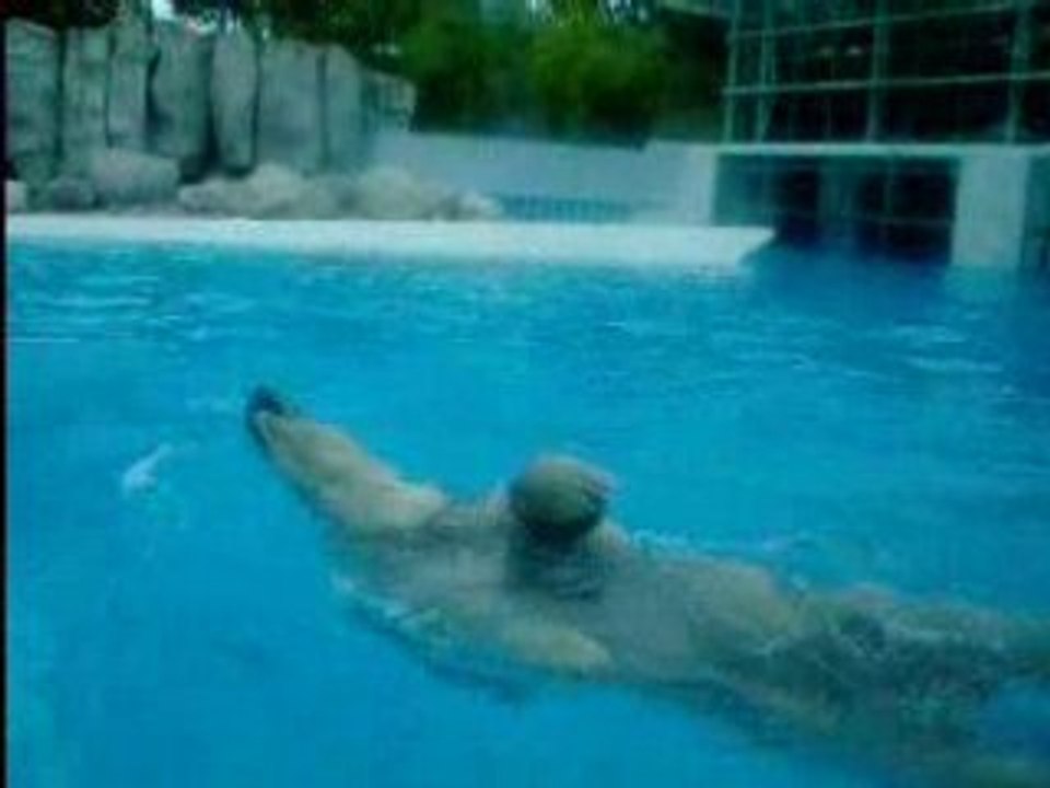 L'ours polaire la palmyre