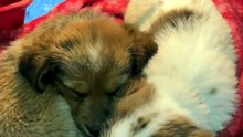 🐶 Two Bonded Rescue Pups Sharing One Blanket 🐾