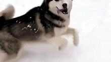 ❄️ Rescued Husky Experiences Snow for the First Time 🐾