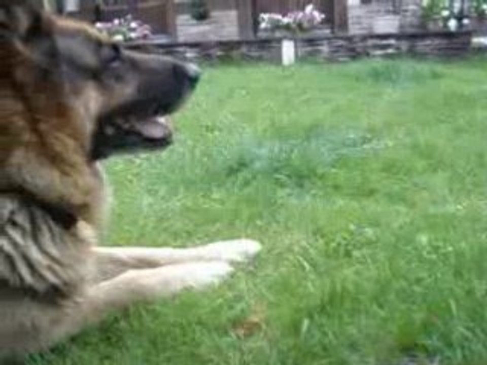 Dakota le chien