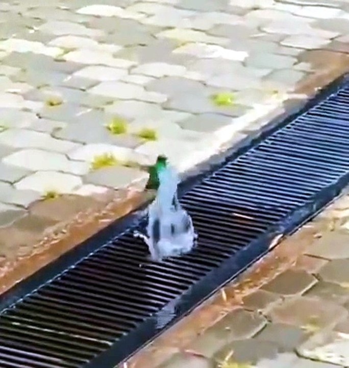 Cooling down - video Dailymotion