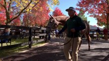 2026 Fasig-Tipton October Sale