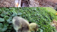 Plop being so small he practically floats on the grass. | #SparklegleamFarm #Plop #farm #geese #farmanimals #soft #cute