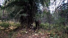 Hunting Elk: Calling In an Absolute Giant