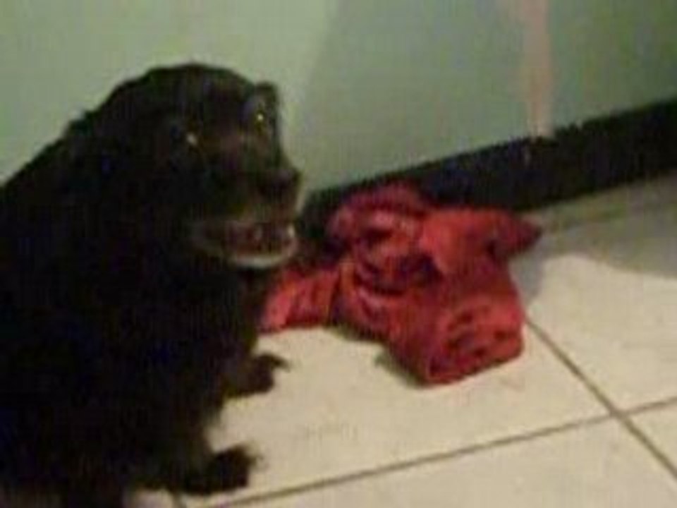Pequeña y Oso