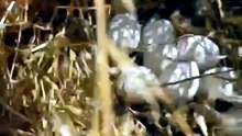 دجاج فيومي حاضنة البيض تبارك الله 🥚🐔