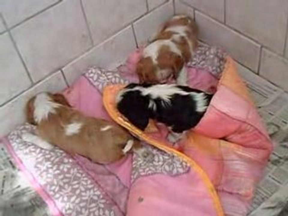 CLIP0409