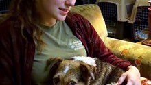 Volunteer Sings Scared Rescue Dog to Sleep 🎶🐾