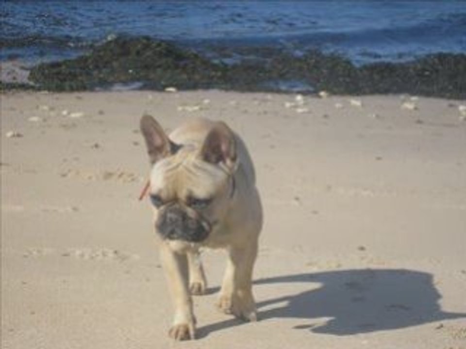 ...BAYONNE BROOKLYNN ILE DE RE 2008...