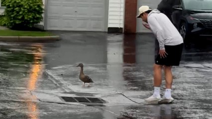 Mama Duck Leads Couple To Her Trapped Babies