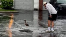 Mama Duck Leads Couple To Her Trapped Babies