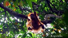 HIDDEN JUNGLE OF ASIA