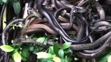 A Foto mais Assustadora da Ilha das Cobras é Falsa?