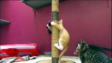 WA councils eye pet cat controls as they await green light for local laws