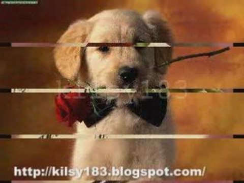 El gato triste y azul roberto carlos