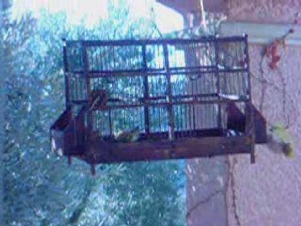 Les oiseaux