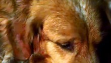 🔥 Rescued Pup's First Campfire Night Will Melt Your Heart 🐾