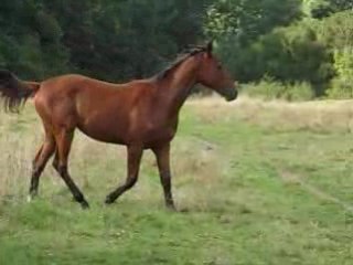 pouliches Fay 2008 08 25