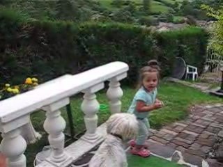 ou sont les vaches...