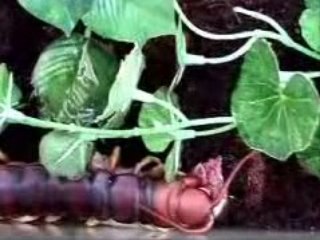 Centipede de 25cm mange une souris !!!
