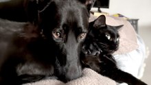 Dog “Corncobs” His Cat Sister Every Chance He Gets