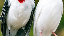 Cardeal X Canario Belga #cardeal #galodecampina #canario #canariobelga #timbradoespanhol