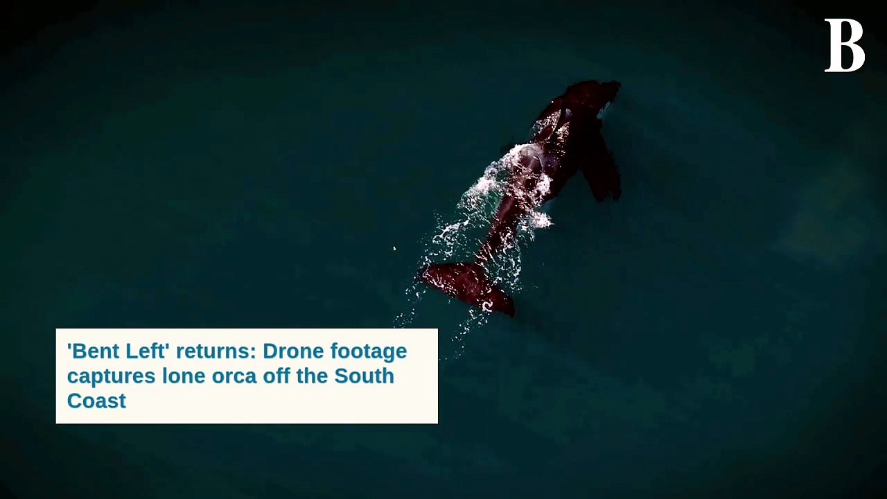 ‘Bent Left’ returns: Drone footage captures orca off the South Coast