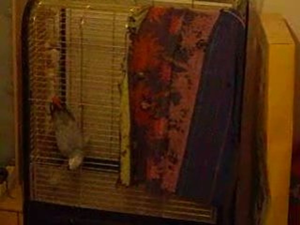 Vidéo de coco 003