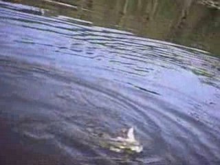 Brochet surface grenouille - Frog spro