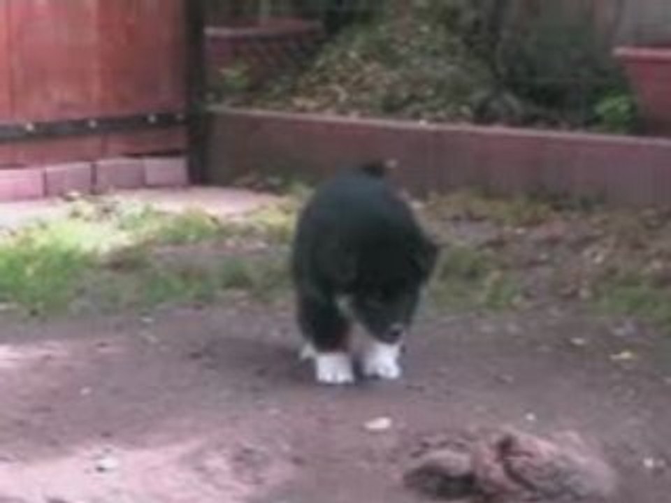 Marjaana's Puppy Douce France