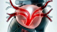 Your Left Atrium Has One Crucial Job  | How Oxygen-Rich Blood Enters the Heart