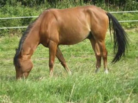 Queiros du verger <3