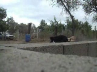 titi et caly a doberland