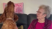 Heartwarming dog sings along with grandma during her living-room song