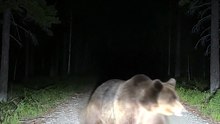 POV: A Bear Appeared in the Middle of the Road 😳🐻